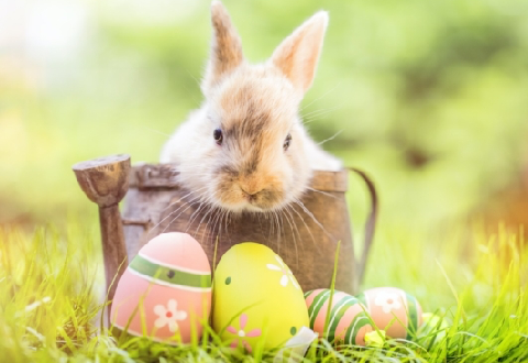 PASKALYA TAKSIM MEYDANI ISTANBUL ARAC KIRALAMA TAKSIM PASKALYA RENT A CAR TAKSIM SUV KIRALAMA